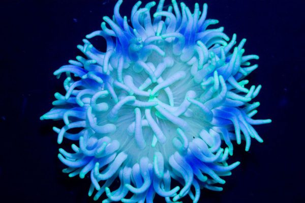 شقایق پایه قرمز سبز و آبی