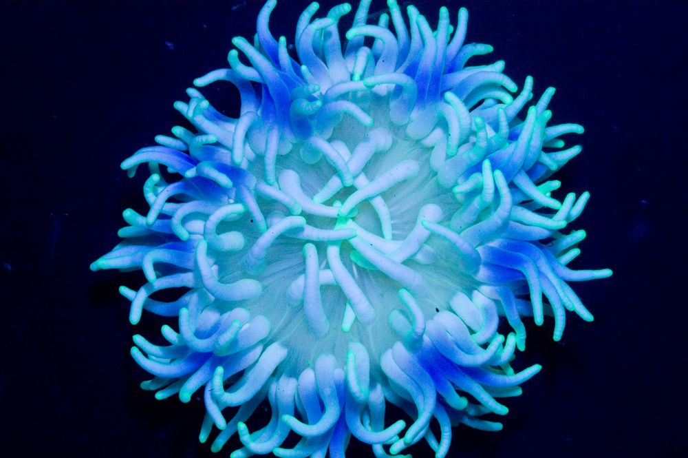 شقایق پایه قرمز سبز و آبی