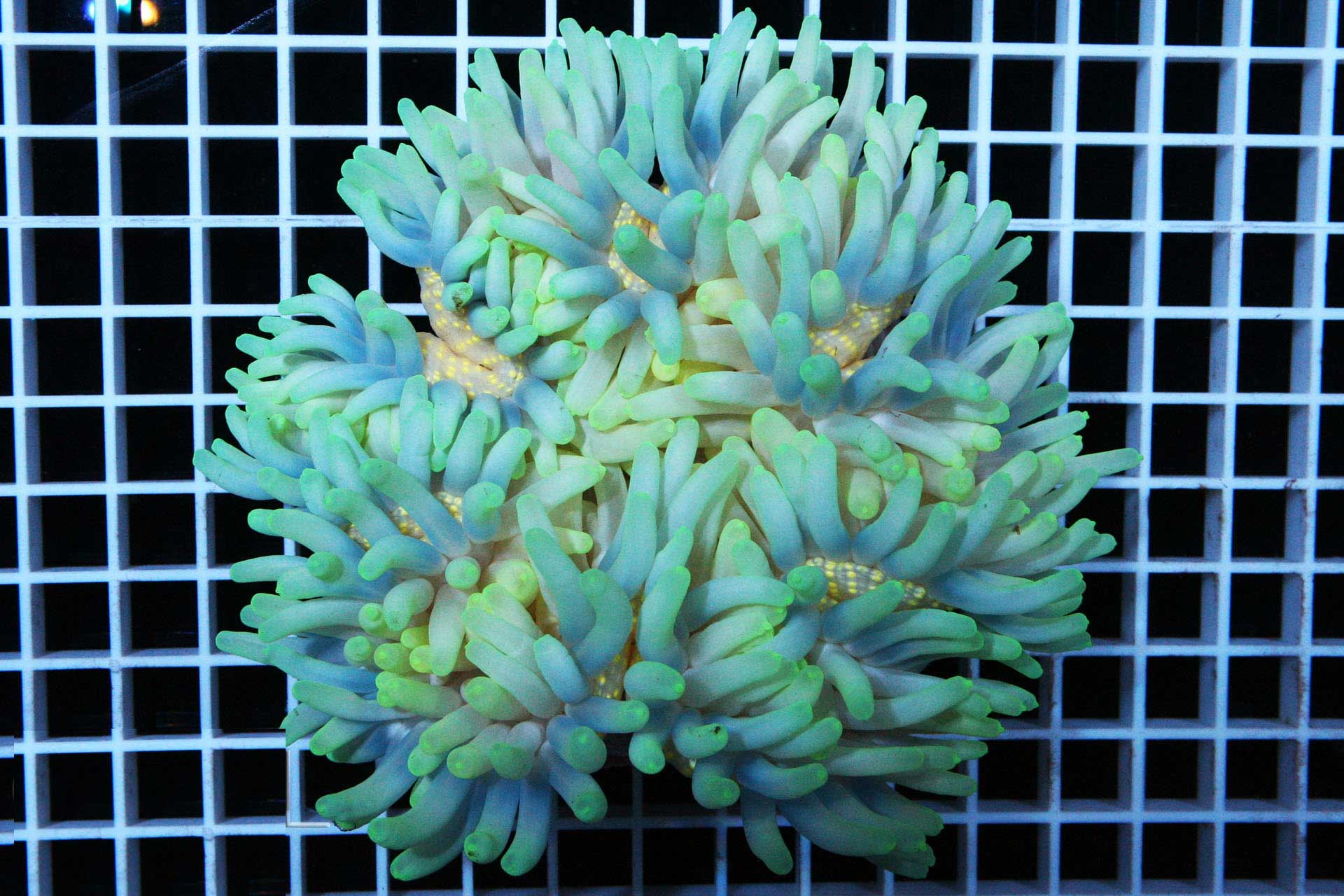 شقایق پایه قرمز سبز و آبی