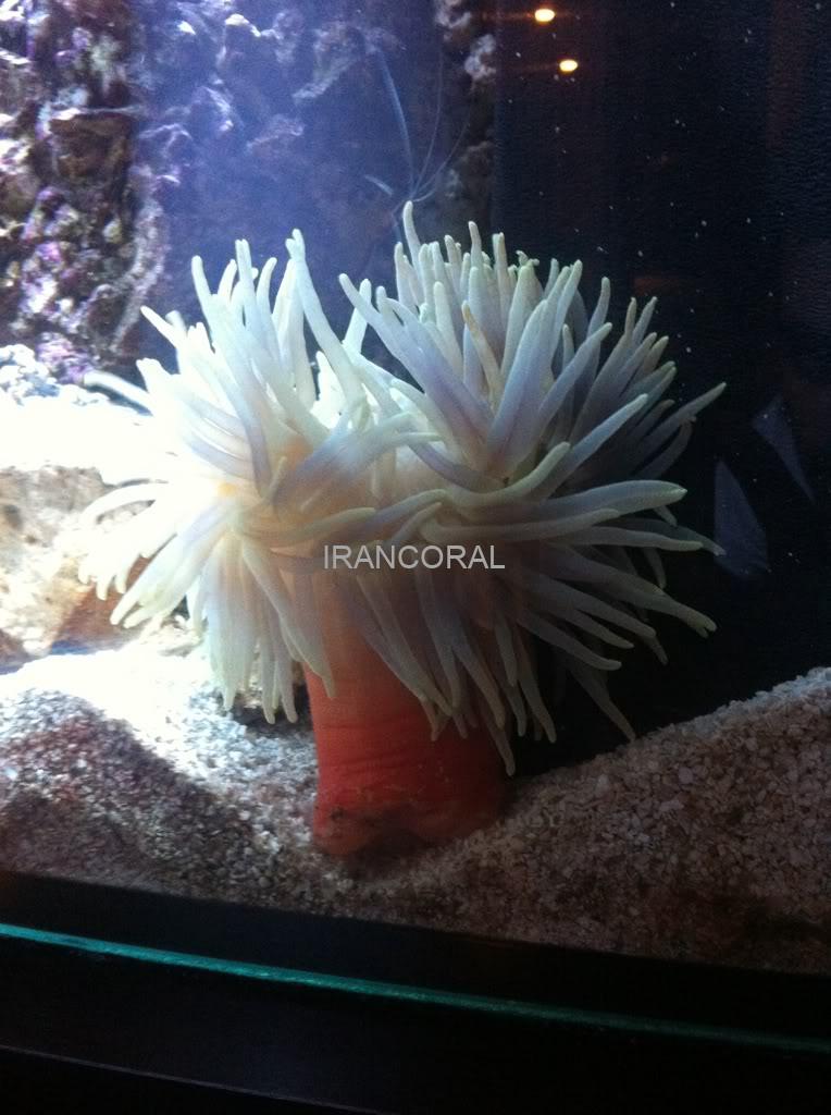 شقایق پایه قرمز سفید