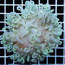 شقایق پایه قرمز سفید