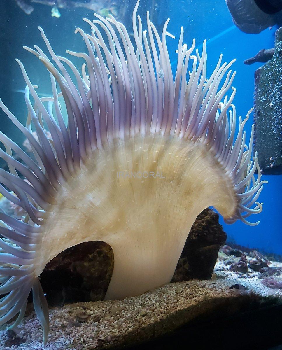 شقایق پایه قرمز سفید