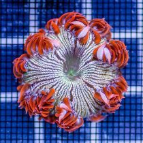 شقایق آب شور