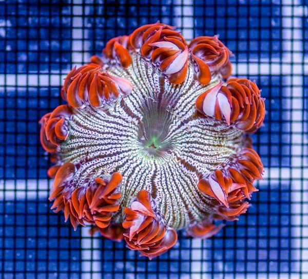 شقایق آب شور