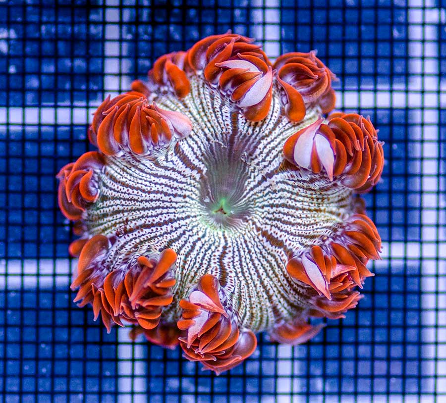 شقایق آب شور