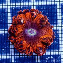 شقایق دریایی