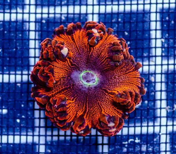 شقایق دریایی