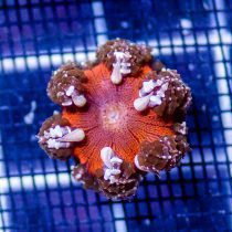 Rock Flower Anemone