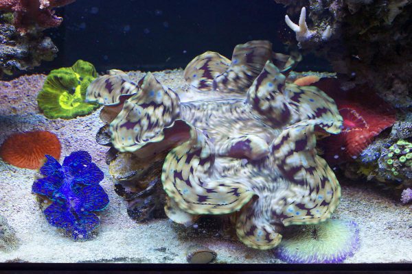 صدف آب شور اسکاموسا