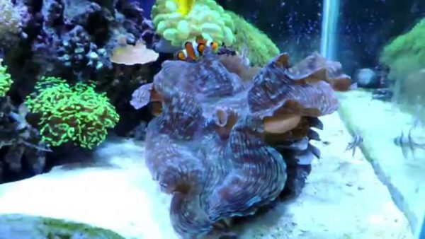 Squamosa Clam