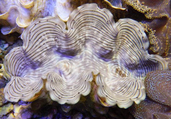 Squamosa Clam