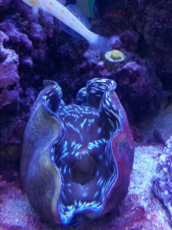 صدف آب شور اسکاموسا