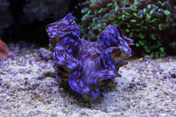 صدف آب شور اسکاموسا