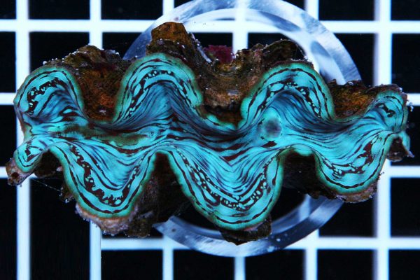 Squamosa Clam