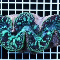 صدف ماکسیما