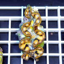 صدف ماکسیما طلایی