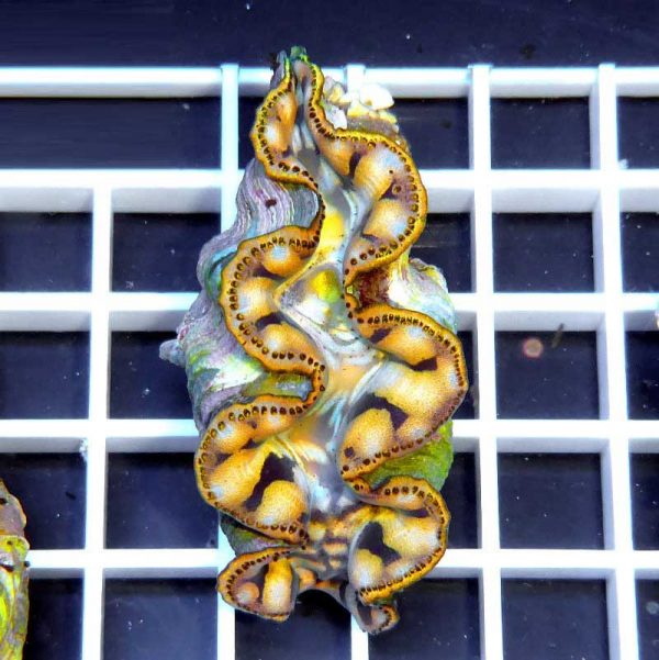 صدف ماکسیما طلایی