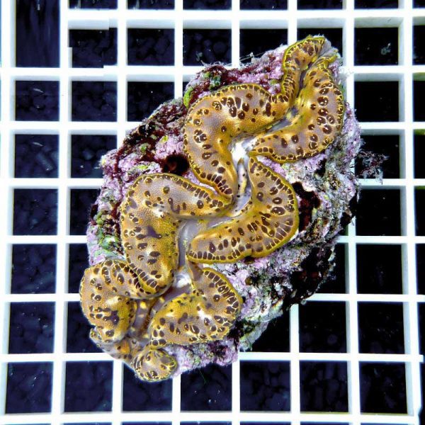 صدف ماکسیما طلایی