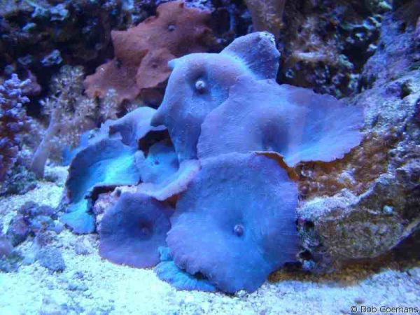 Blue Mushroom Coral