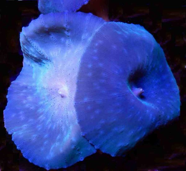 Blue Mushroom Coral