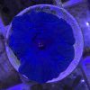 Blue Mushroom Coral