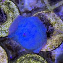 Blue Mushroom Coral