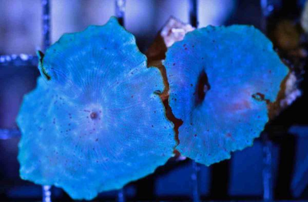 Blue Mushroom Coral