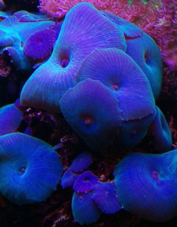 Blue Mushroom Coral