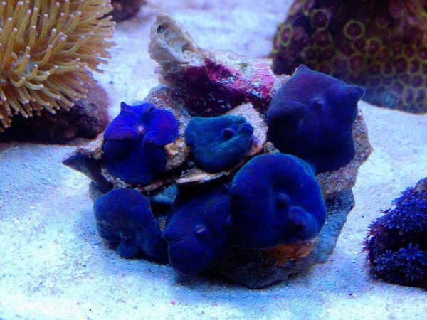 Blue Mushroom Coral