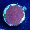 Spiderman Mushroom Coral
