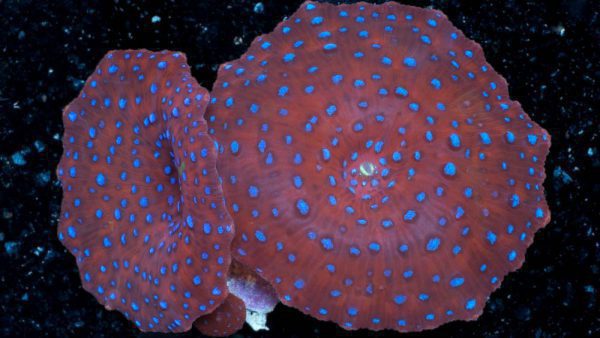 Spiderman Mushroom Coral