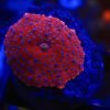 Spiderman Mushroom Coral