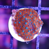 Spiderman Mushroom Coral