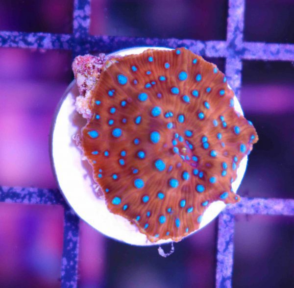 Spiderman Mushroom Coral