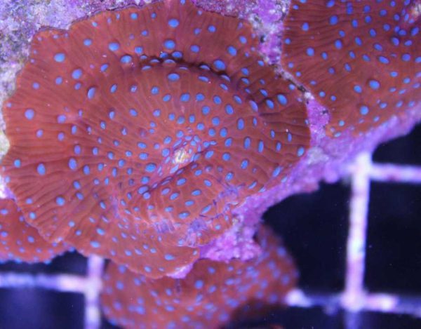 Spiderman Mushroom Coral