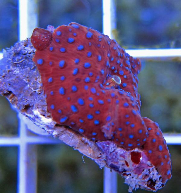 Spiderman Mushroom Coral