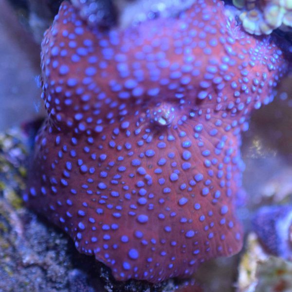 Spiderman Mushroom Coral