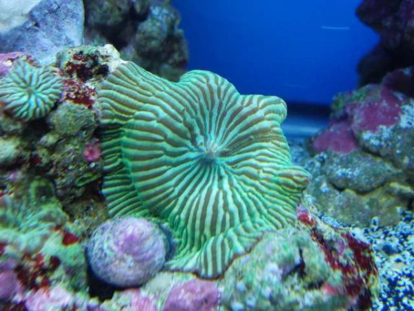 Green Striped Mushroom Coral