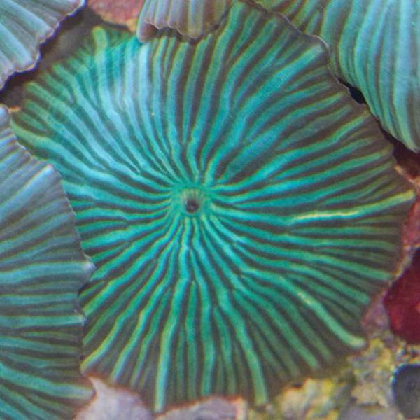Green Striped Mushroom Coral