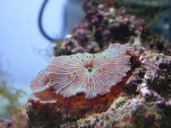 Green Striped Mushroom Coral