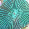 Green Striped Mushroom Coral