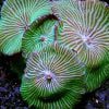 Green Striped Mushroom Coral