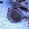 Green Striped Mushroom Coral