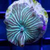 Green Striped Mushroom Coral