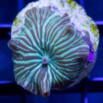 Green Striped Mushroom Coral