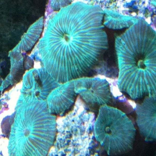 Green Striped Mushroom Coral