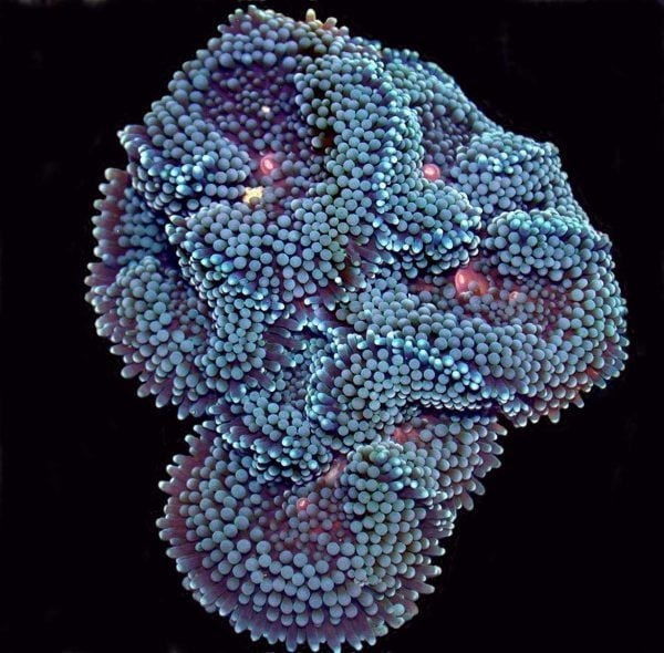 Blue Ricordea florida Mushroom Coral