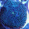 Blue Ricordea florida Mushroom Coral