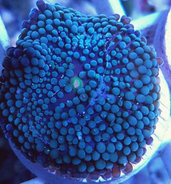 Blue Ricordea florida Mushroom Coral