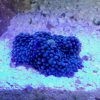 Blue Ricordea florida Mushroom Coral